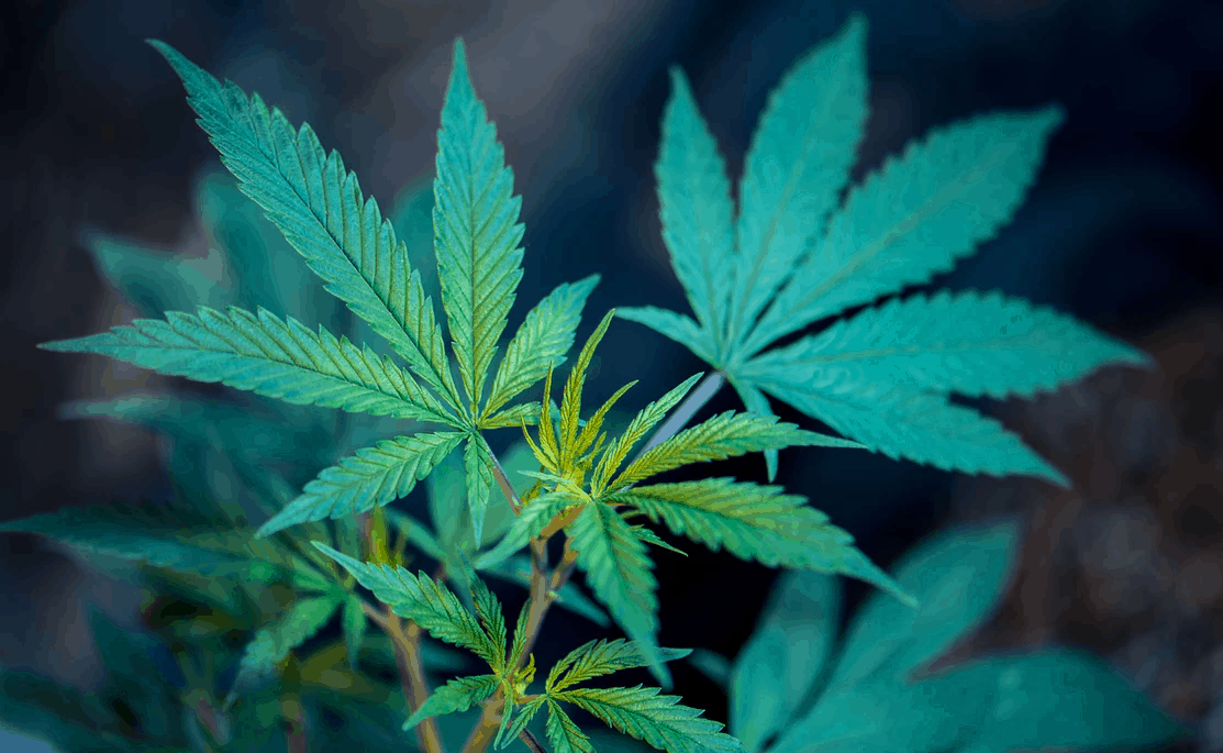 cannabis products