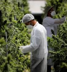 dispensary